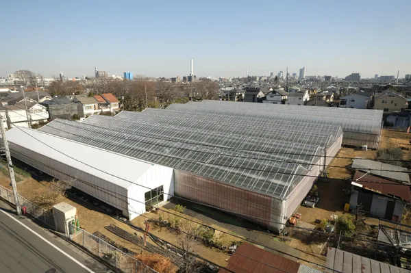 東京・練馬の住宅地の中のいちご園