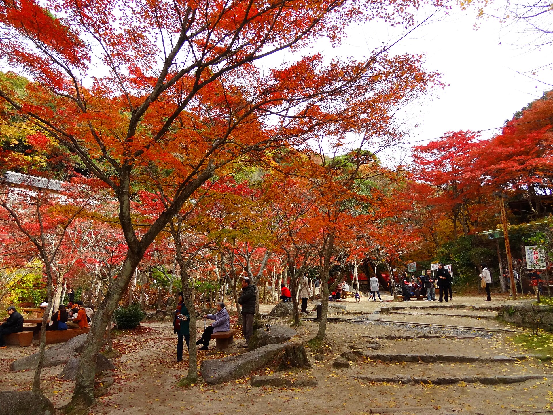 岩屋堂公園の紅葉。園内の広場を覆うもみじが赤く色づいた様子