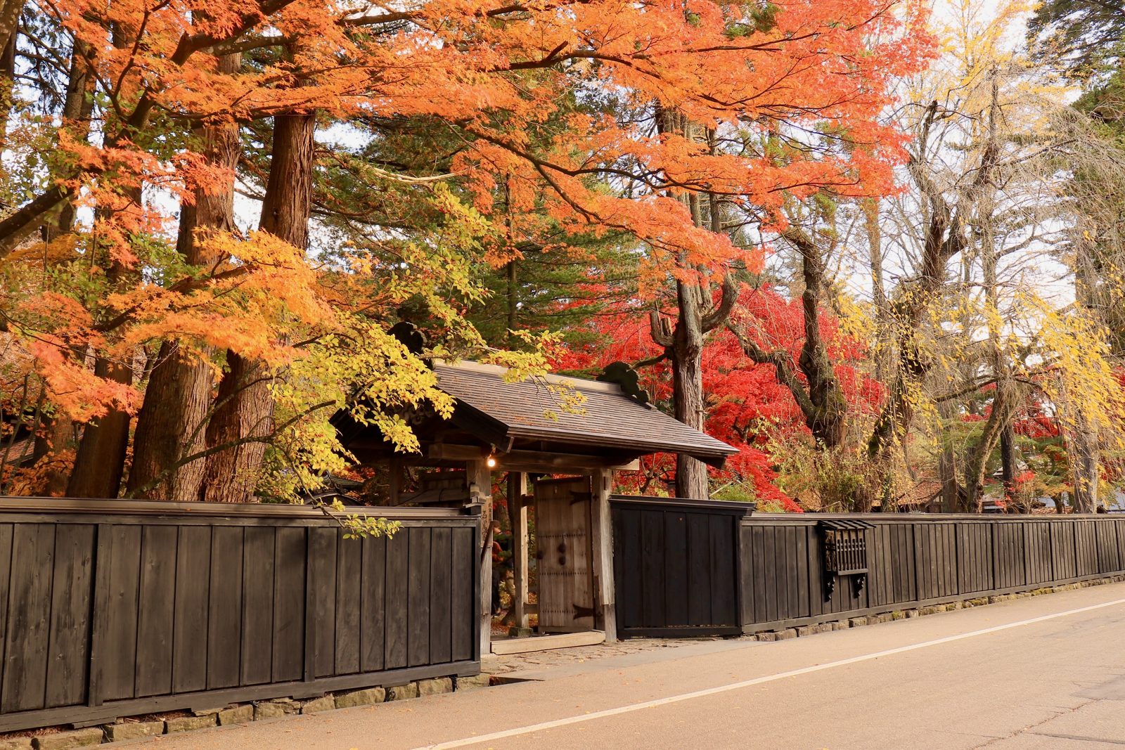 角館武家屋敷通りの紅葉。黒板塀の上でモミジとカエデが赤と橙に色づく