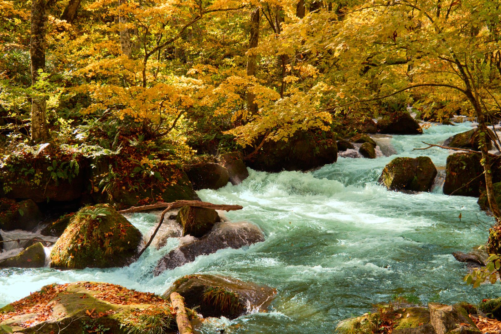 奥入瀬渓流の紅葉。黄色く色づいた木々の間を白く泡立つ渓流が流れる