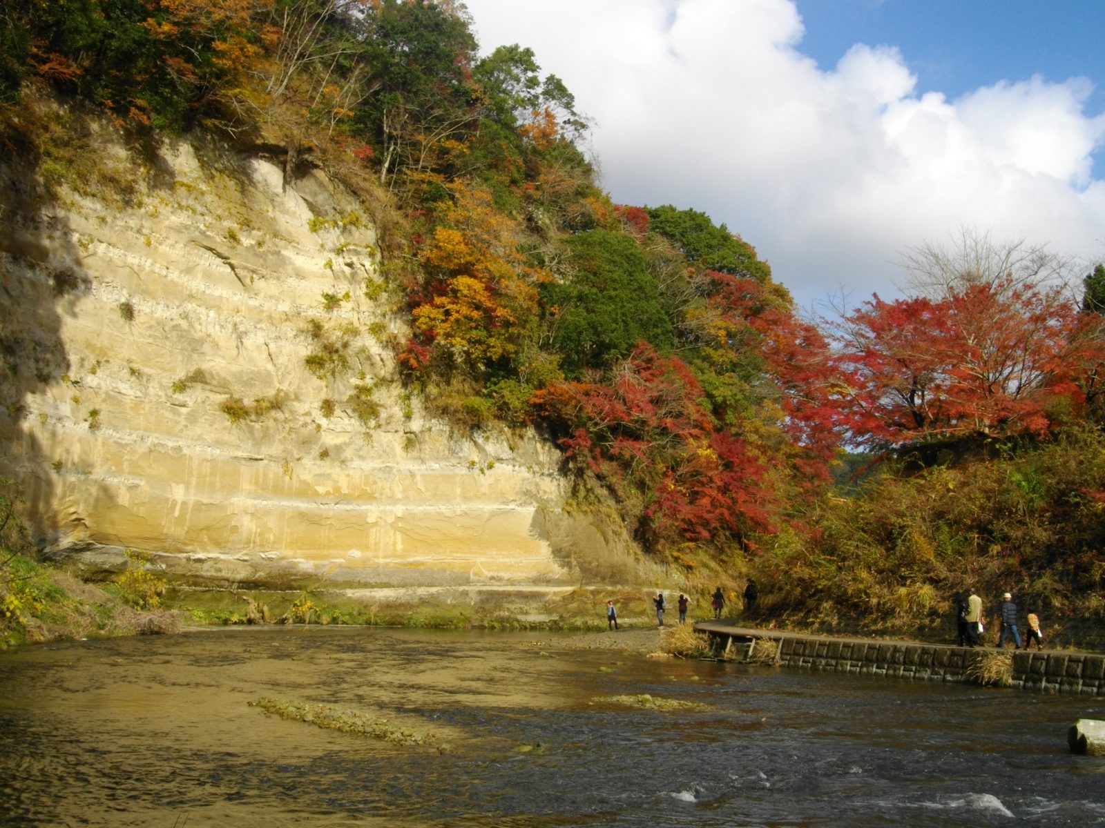 養老渓谷の岩壁と紅葉。白い地層の崖の上で木々が赤く色づく