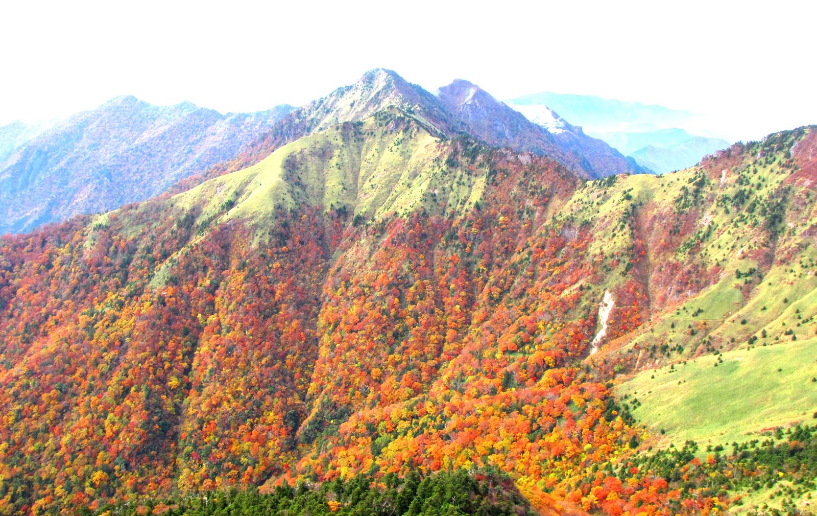 石鎚山の山腹一面の紅葉。赤、橙、黄色に染まった斜面の奥に岩の山頂