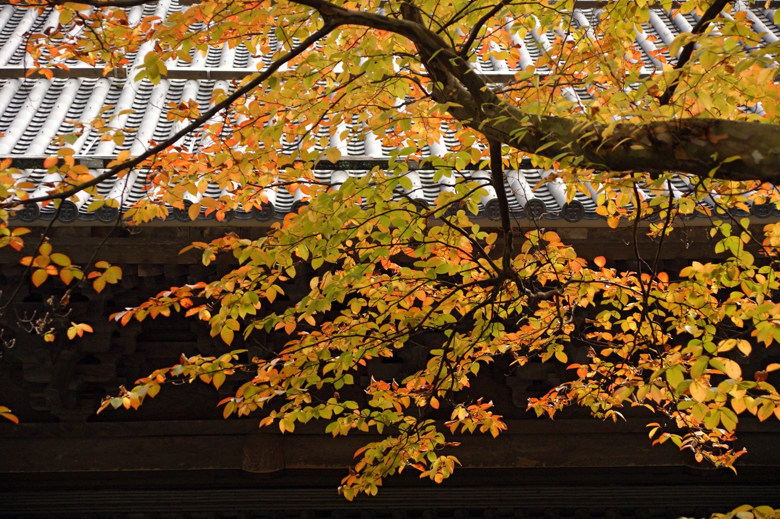 永平寺の伽藍の瓦屋根と、その上に枝を広げる黄色や橙の紅葉