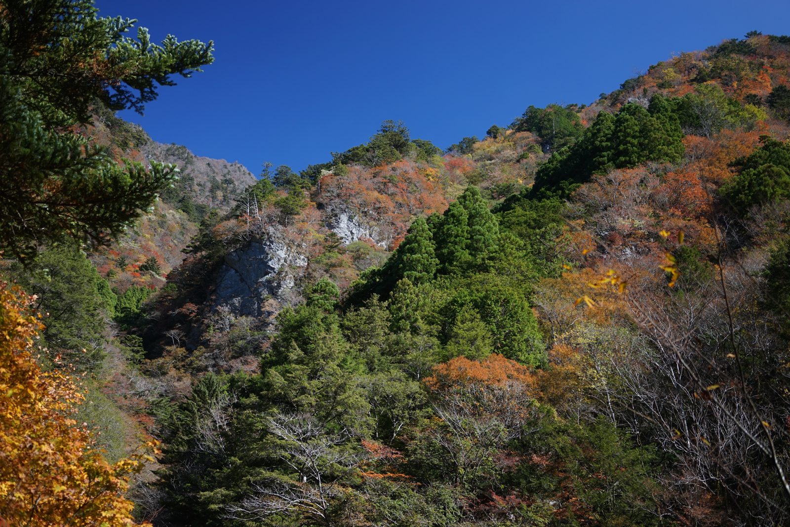 べふ峡の山の斜面。岩壁の間の木々が赤や黄色に色づいている