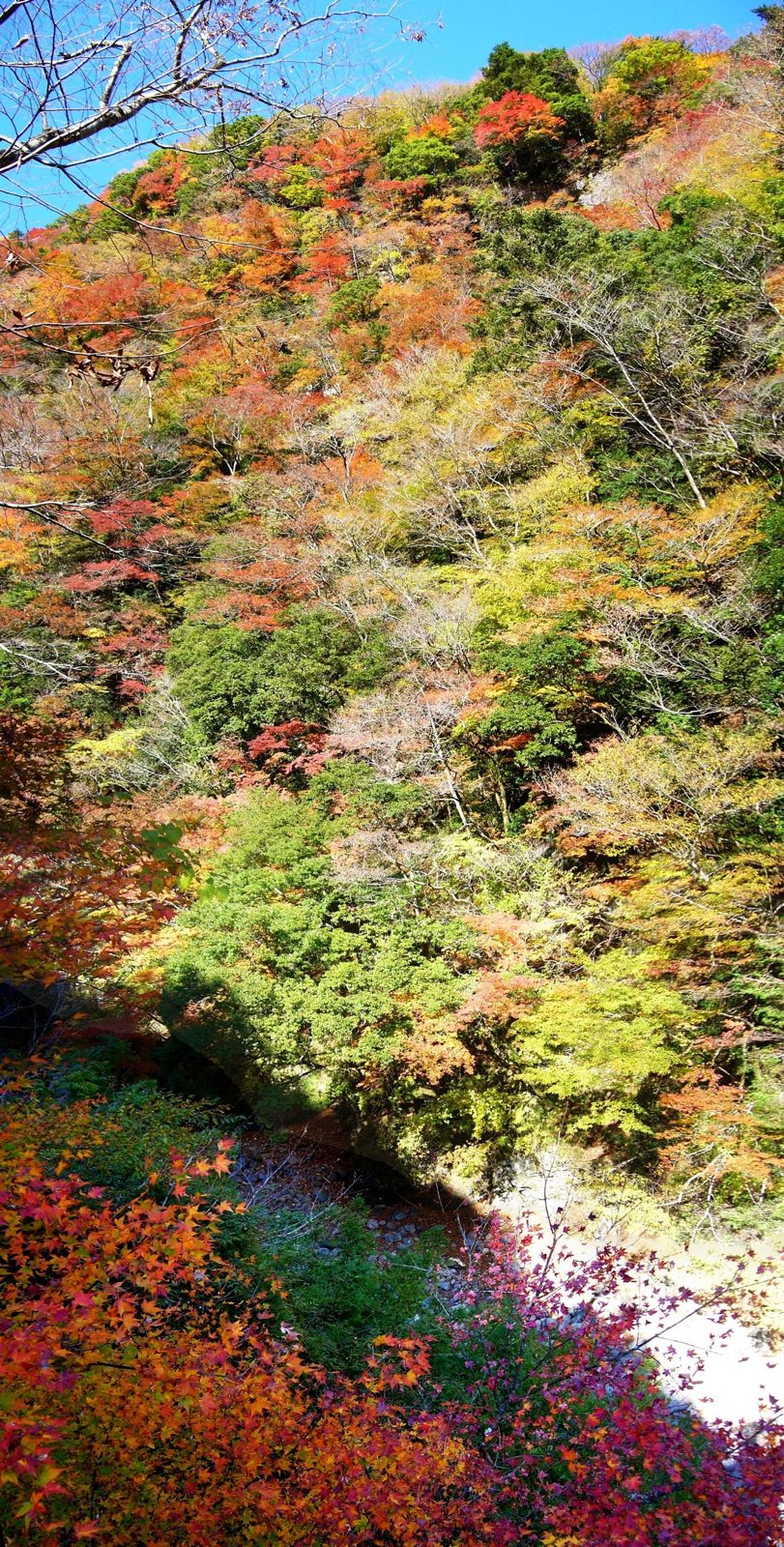 べふ峡の渓谷を見下ろした紅葉。斜面が赤や黄色に染まる