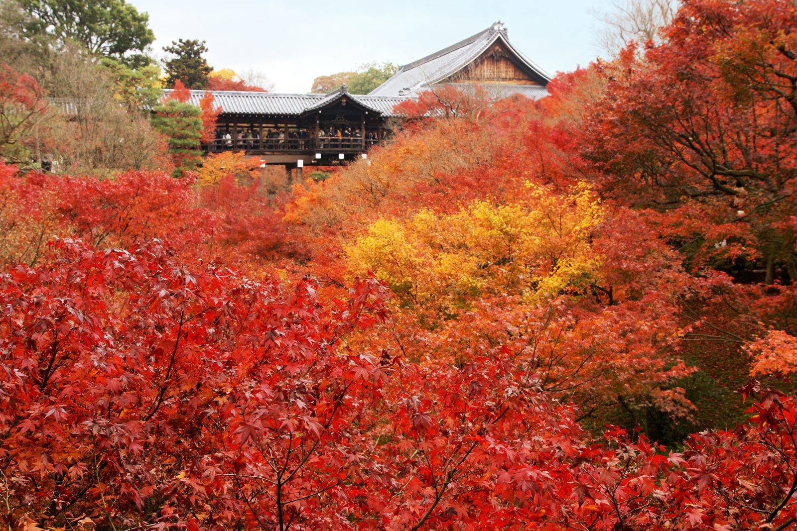 東福寺の通天橋と、谷を埋めるように色づいたモミジ