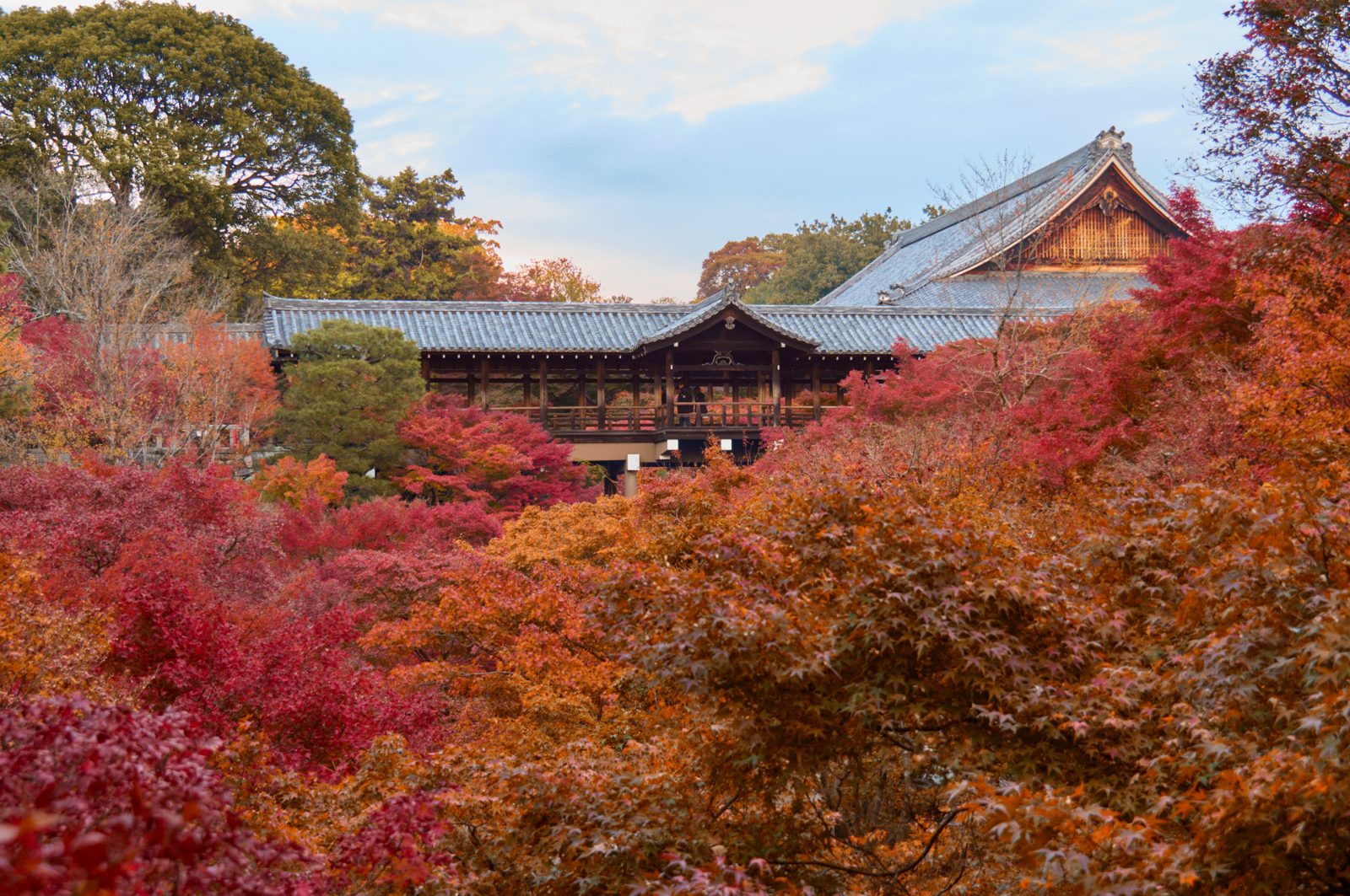 東福寺の通天橋を横から見た様子。手前の谷のモミジが赤と橙に染まる