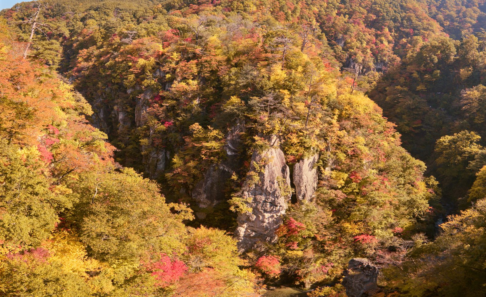 鳴子峡の谷底。切り立った岩壁を赤と黄の紅葉が覆う