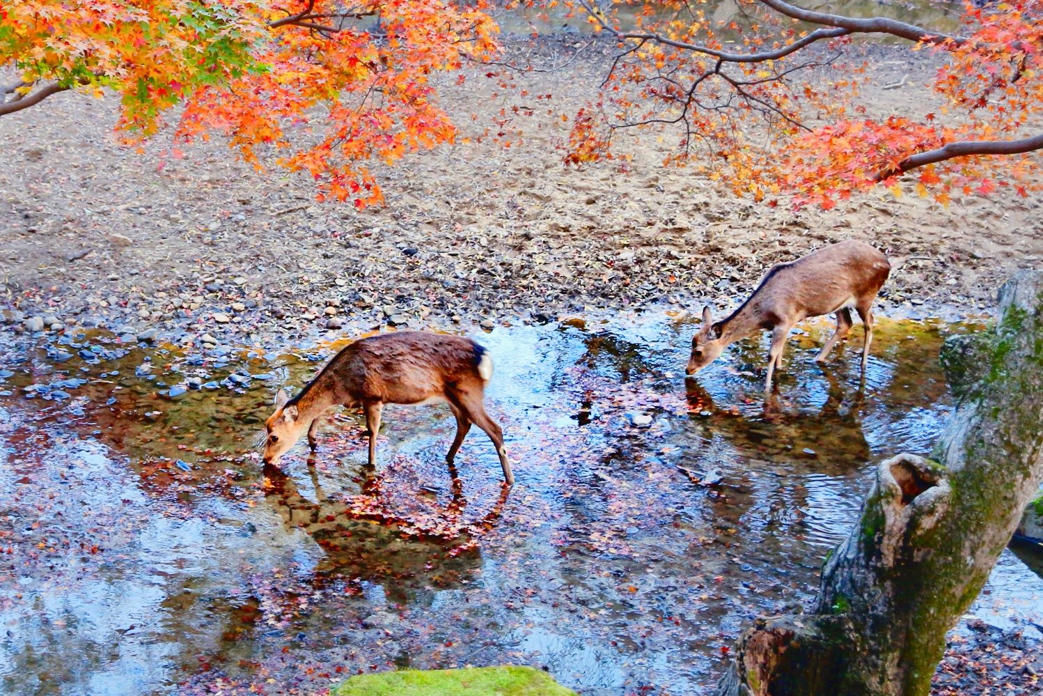 奈良公園の池で水を飲む鹿と、水面に映るモミジの紅葉