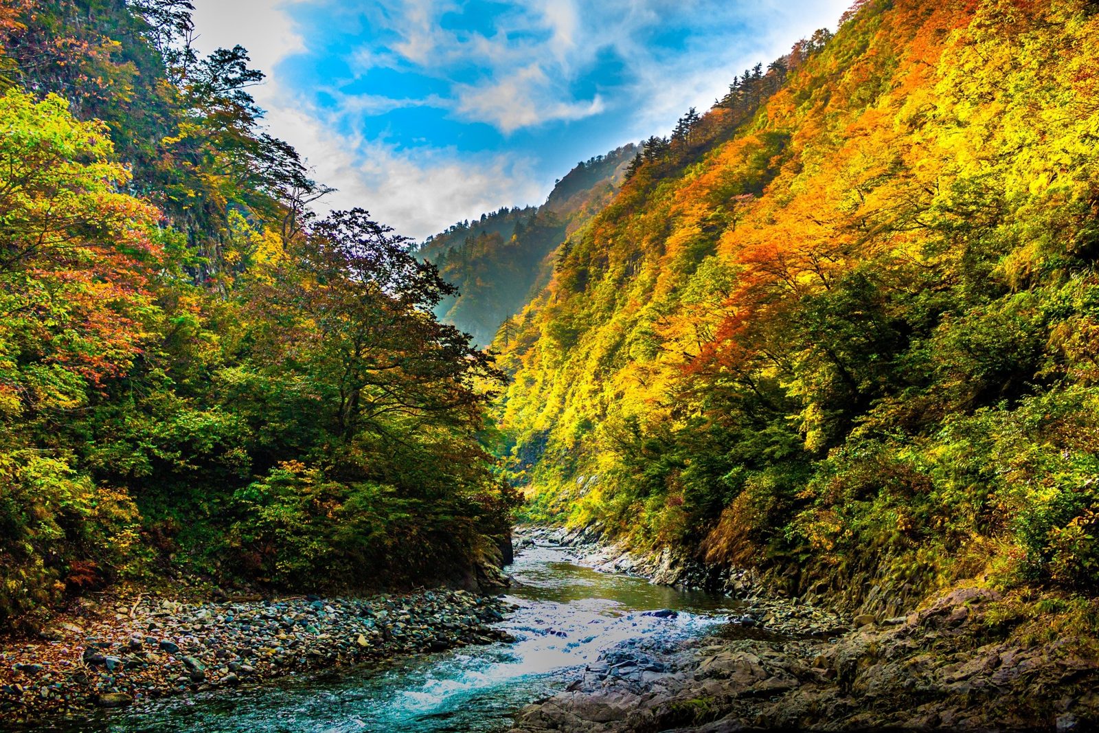 清津峡の紅葉。渓谷の両岸の斜面が黄色や橙に染まり、川が流れる