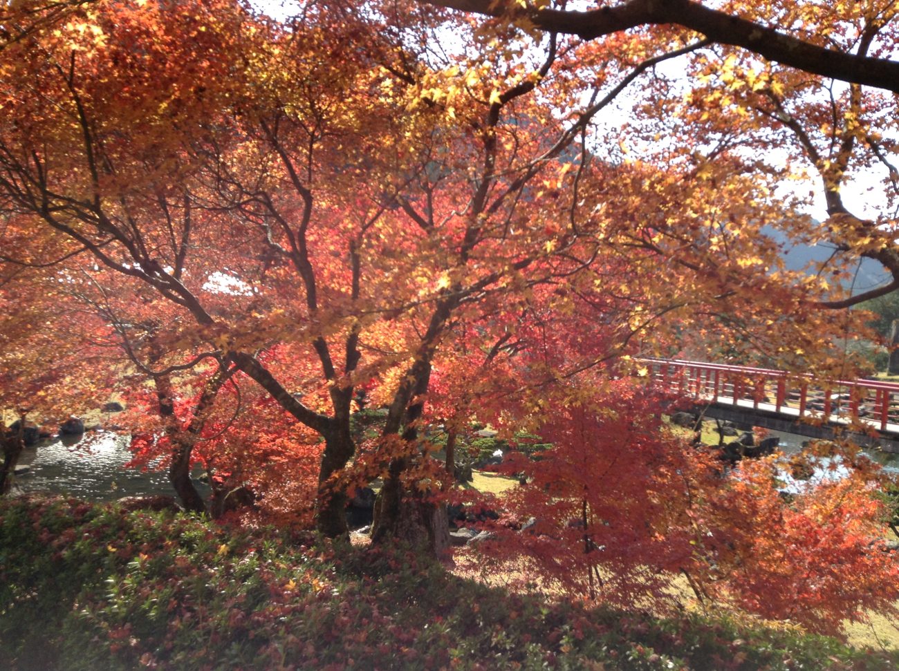 中津市耶馬溪町大島の紅葉。赤く色づいたモミジの向こうに朱色の橋が見える