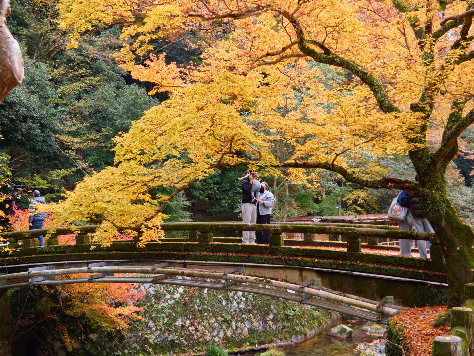 箕面公園の滝道の橋と、黄色く色づいた大きなモミジ