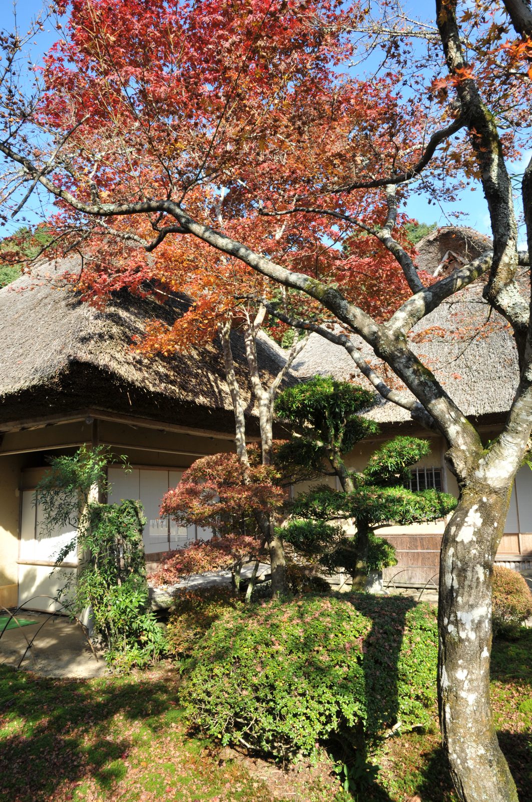 九年庵の庭。モミジが色づき、苔の庭に落ち葉が散る