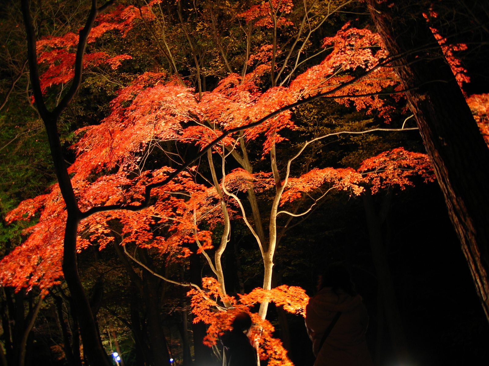 月の石もみじ公園のライトアップ。夜の闇に赤いモミジが浮かび上がる