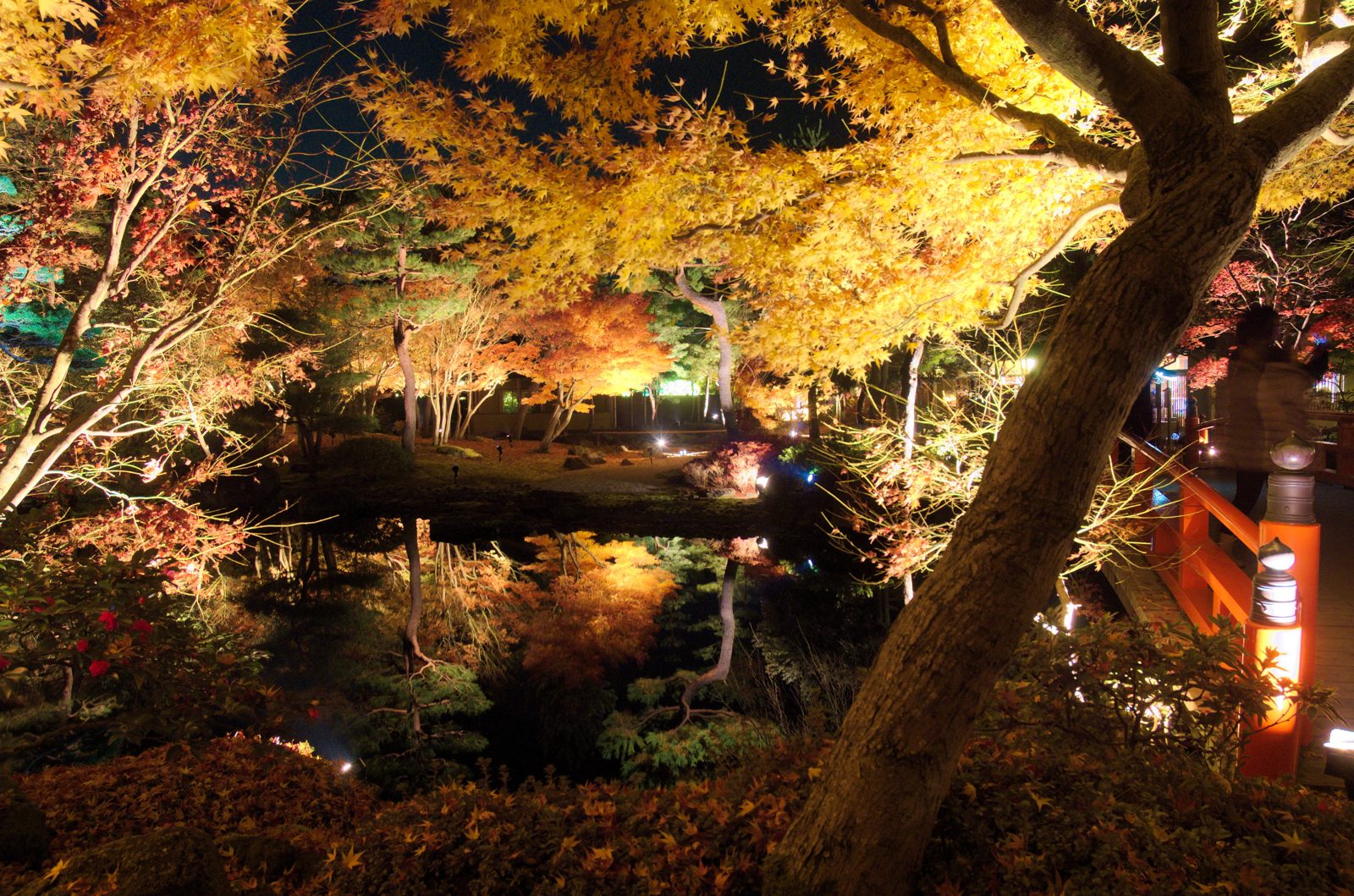 ライトアップされた由志園の池泉と、池の周りで黄色や橙に輝く紅葉