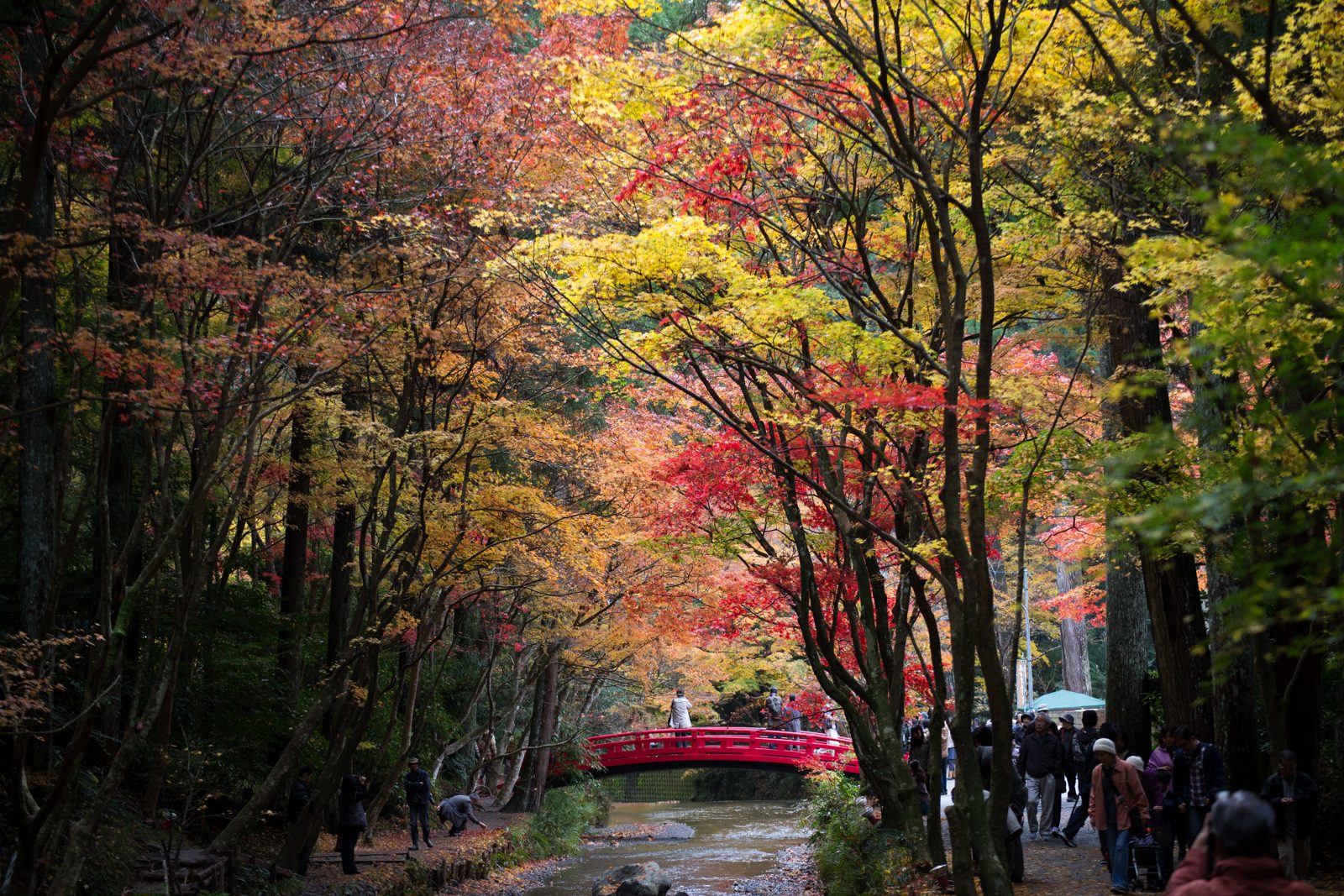 小國神社の宮川沿いの紅葉。赤や黄色のモミジの奥に朱色の橋が見える