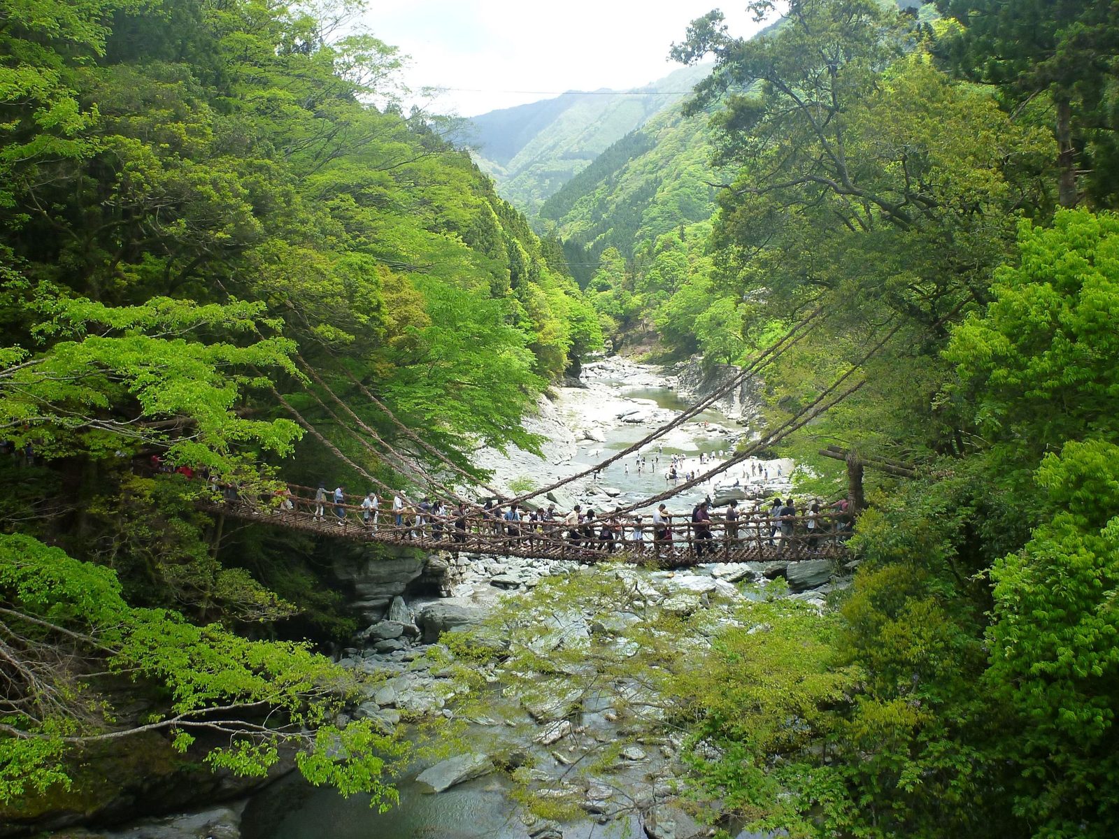 祖谷の渓谷にかかるかずら橋。緑の山の間を祖谷川が流れる（5月の写真）