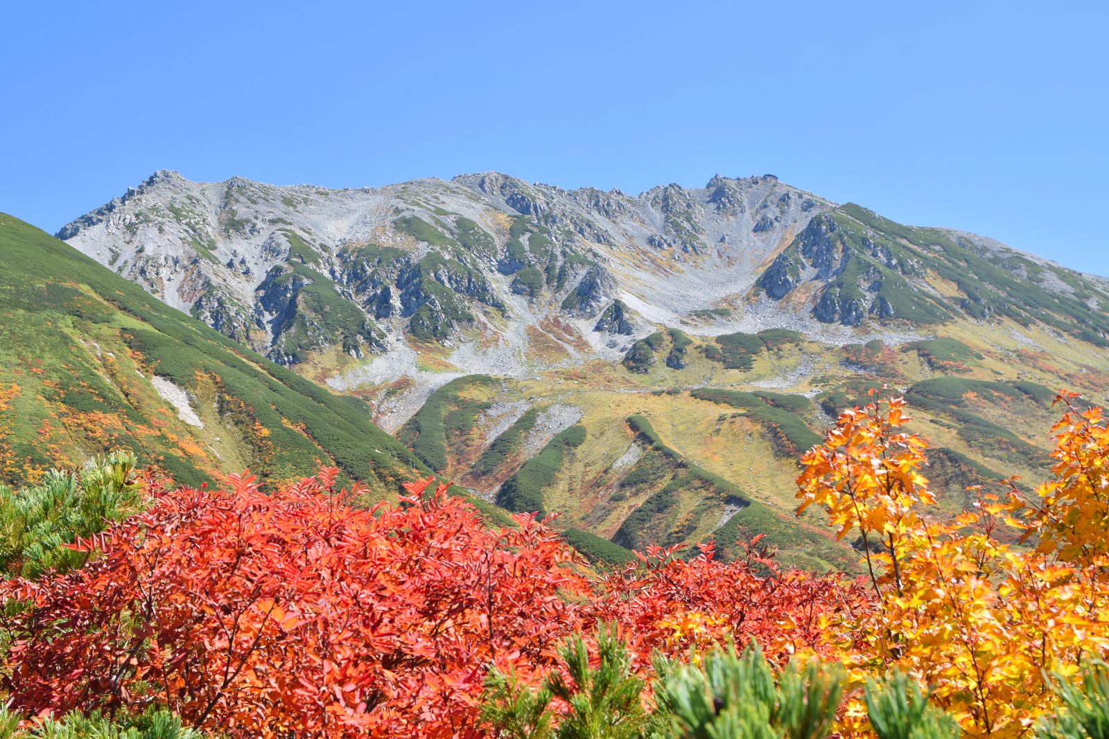 立山の室堂平付近の紅葉。手前のナナカマドが真っ赤に色づき、奥に立山連峰の岩山が見える