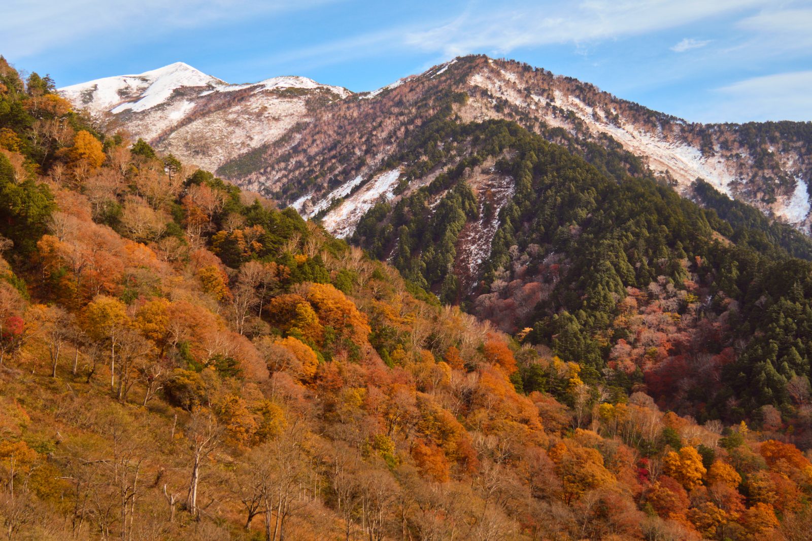 立山黒部アルペンルート沿いの山肌の紅葉。橙や黄色の森の上に雪をかぶった稜線