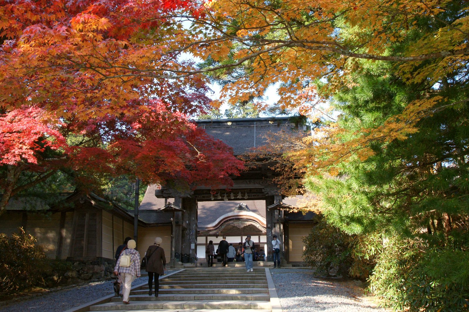 高野山金剛峯寺の門と、参道の上に枝を広げる紅葉