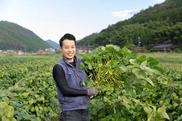 見出し「黒枝豆の季節、京丹波町へ」の下に掲載された画像