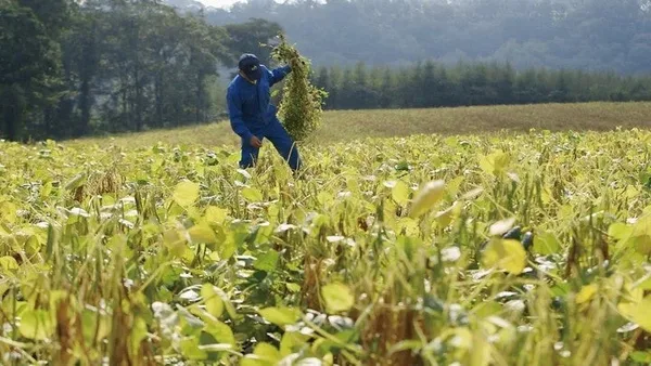 青い作業着の人が小豆畑で刈り取った株を手に持ち上げている