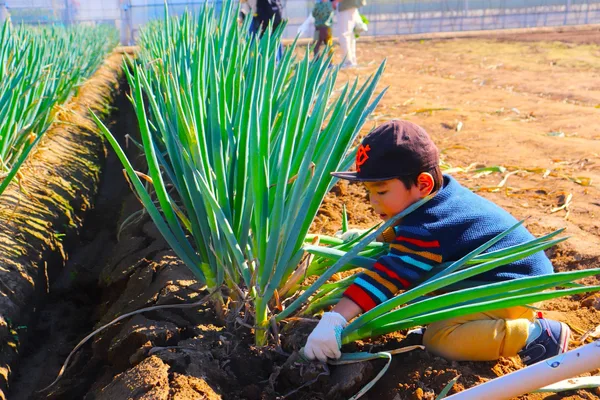 秋野菜の収穫体験の長ねぎの収穫