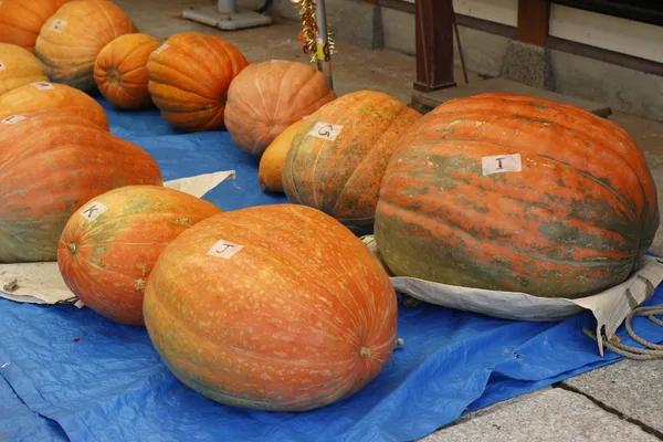 かぼちゃコンテストの紹介に掲載された画像