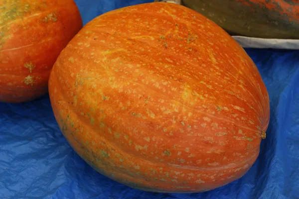 中条産かぼちゃの販売の紹介に掲載された画像
