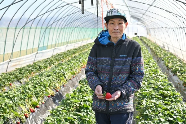 あまりん苺生産者:水野さん