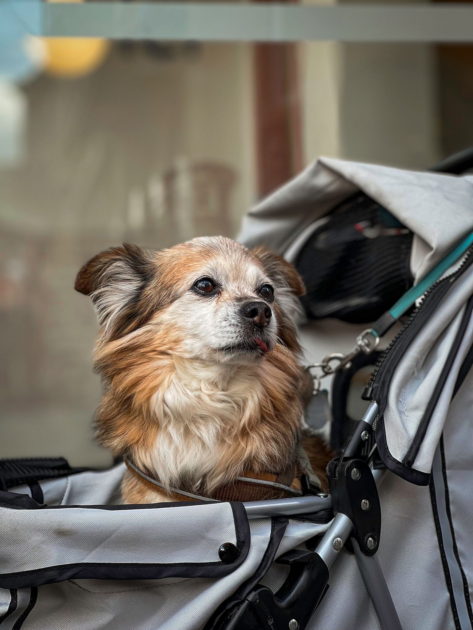 グレーのペットカートに座る小型犬のイメージ。本文の製品例や移動中の使用手順を示す写真ではありません