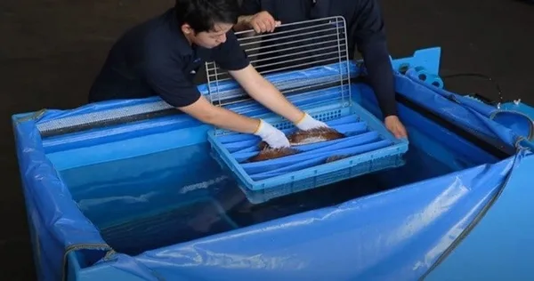 魚活ボックスへ魚を入れる様子