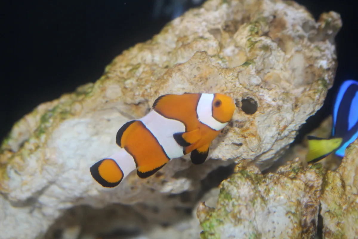 オレンジ色の体に白い帯模様を持つカクレクマノミ