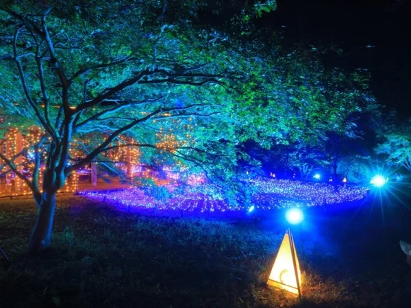 青とオレンジのライトで照らされた夜の樹木と地面