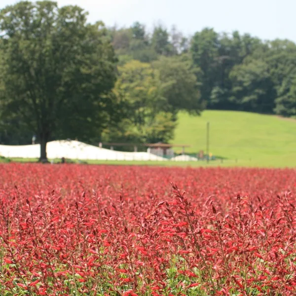 緑の樹木を背景に深紅のサルビアが咲く花畑