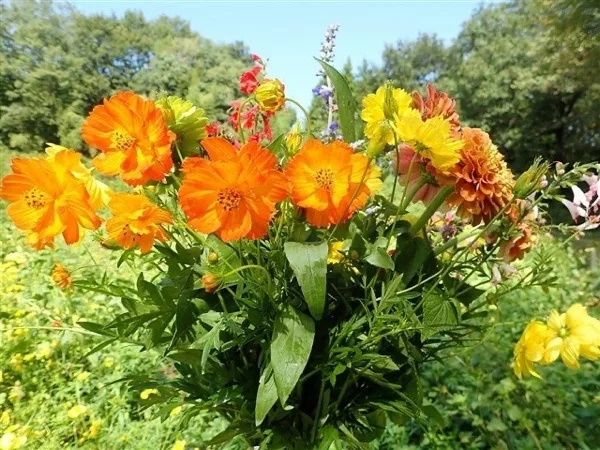 オレンジ、黄、赤の花を束ねたブーケ