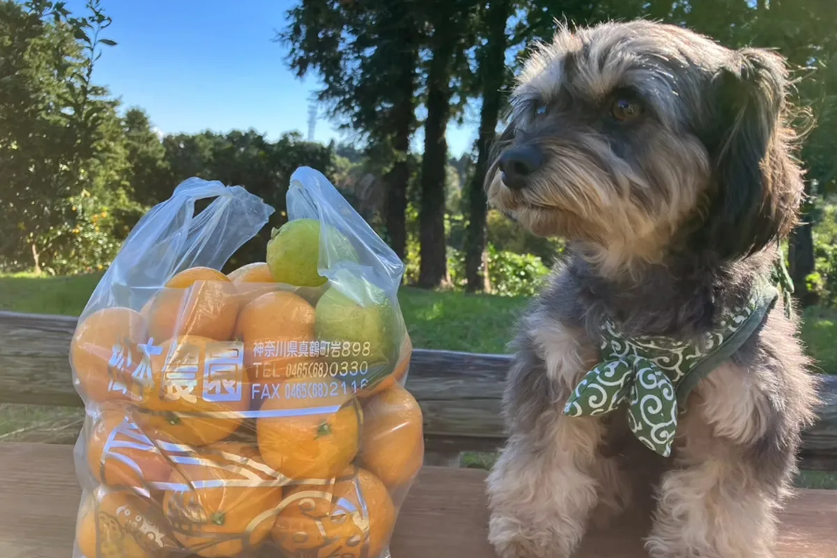 みかんの袋のそばでオレンジ色のバンダナを着ける犬