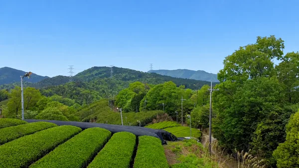 滋賀県甲賀市信楽町の朝宮地域で育まれる「朝宮茶」。