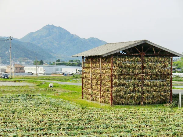 淡路玉ねぎクリームコロッケの節に掲載された画像