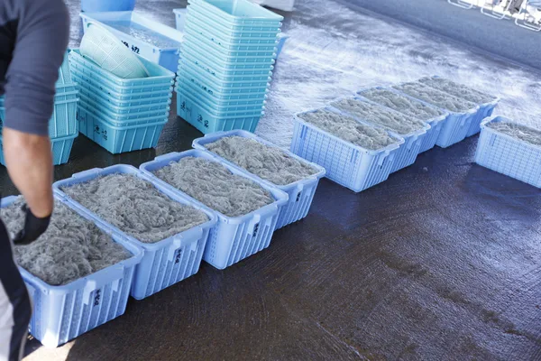 「生しらす・釜揚げしらすの直売」の紹介に掲載された画像