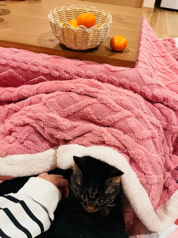 こたつのそばで過ごす和心村の猫