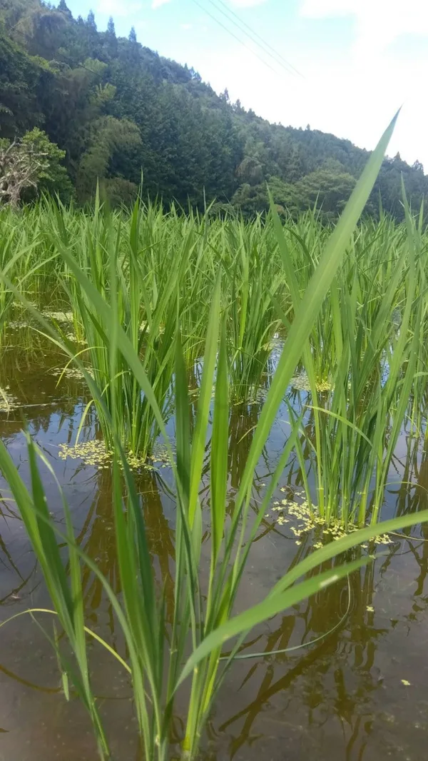 久万高原町のコシヒカリ