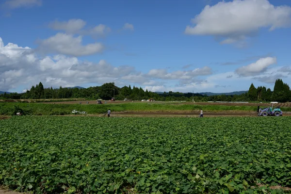 鹿児島県 契約農家さんの畑