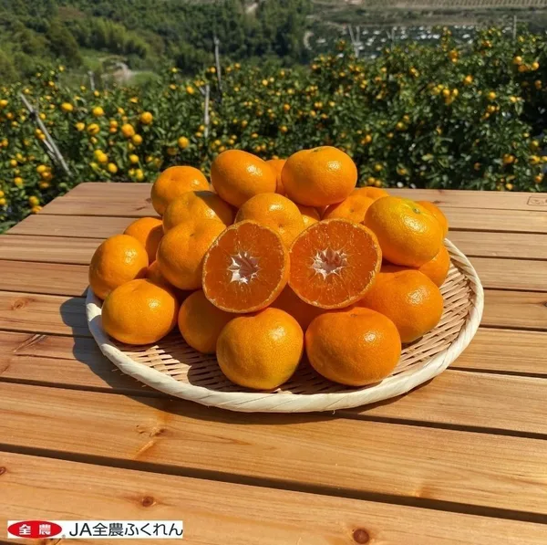 福岡県産みかん「北原早生」