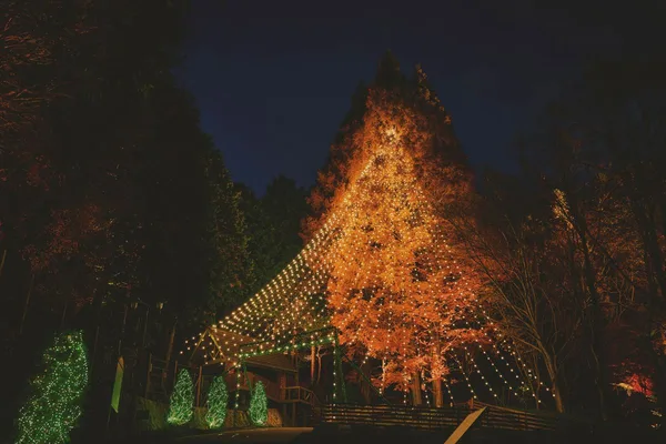 夜の森の「森のクリスマスツリー」