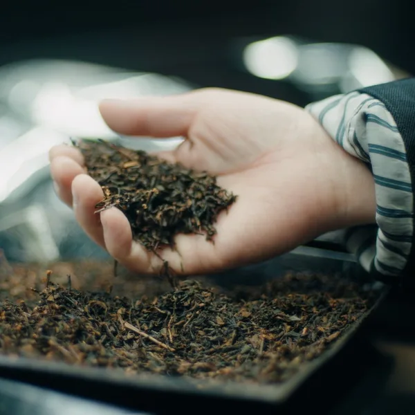 八女産の和紅茶