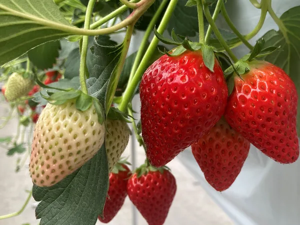 商品概要の節に掲載された「ささはら菜園」のいちごの画像