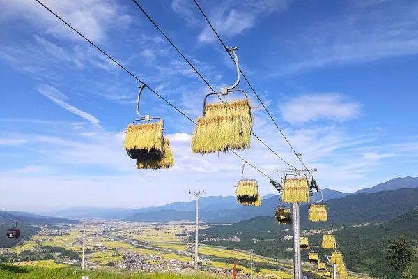 石打丸山スキー場の秋の風物詩「天空米」
