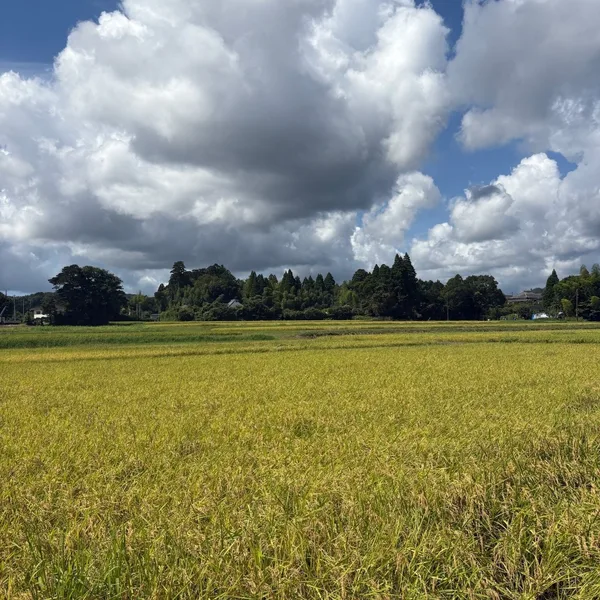 収穫期を迎えた大多喜町内の水田