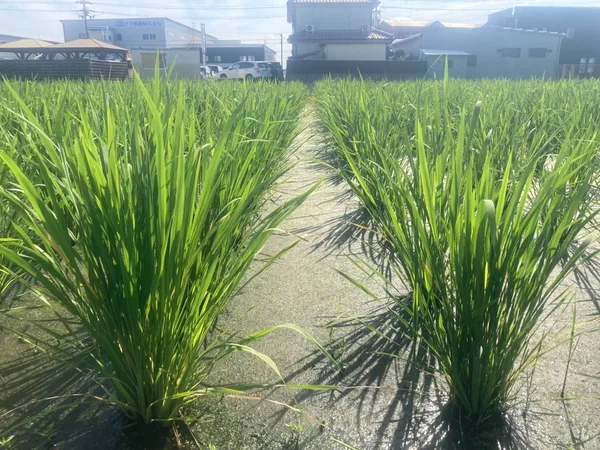 イネ科の植物「マコモ」